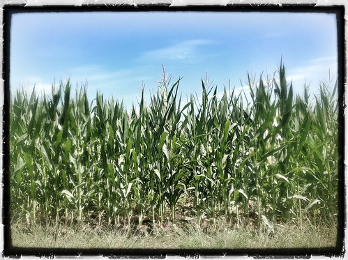 california corn agriculture centralvalley tulare