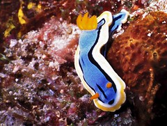 Sea Slug Chromodoris annae