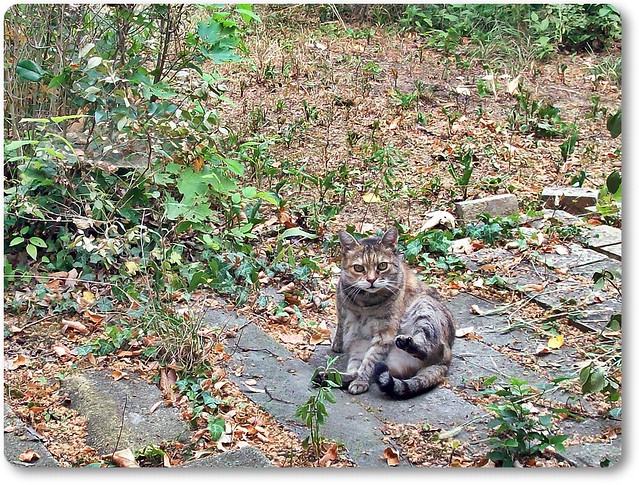 A garden cat on my road-Kerti cicus út közben