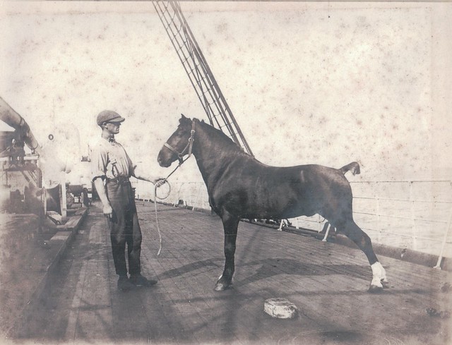 Shipboard Horse