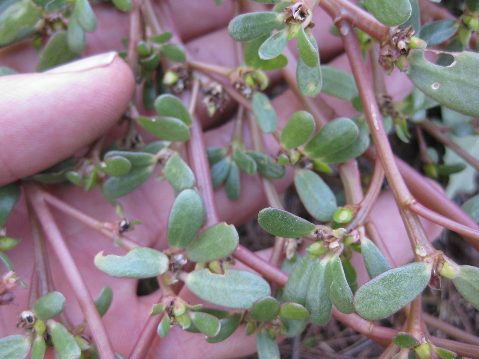 purslane (Portulaca oleracea)