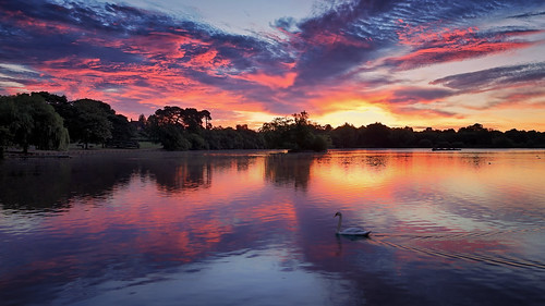 petersfieldheathpond hampshire lake sunrise swan swanlake reflections landscape