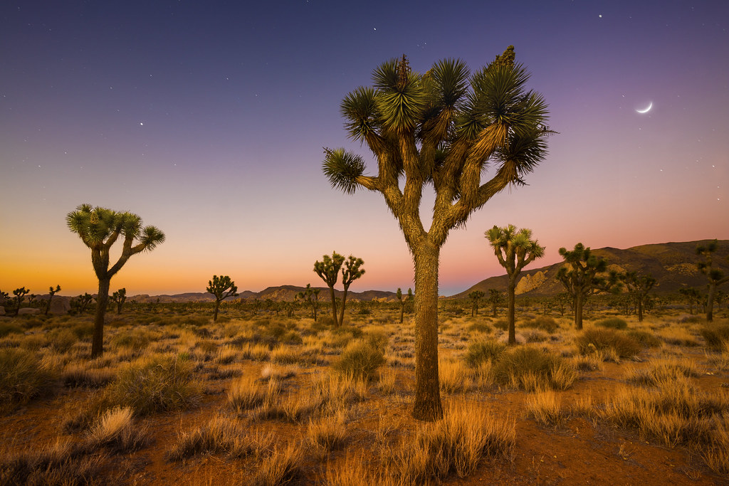 7 cosas románticas que hacer en Joshua Tree 6