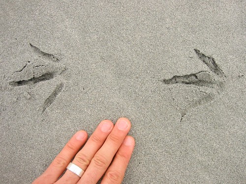 oystercatcher footprints in the sand with my hand for scale
