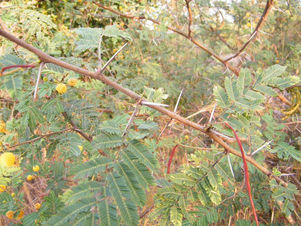 Acacia hockii De Wild. (Fabaceae)