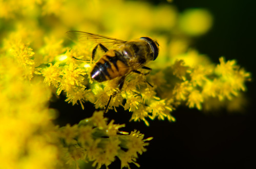 Hoverfly on golden rod flowers