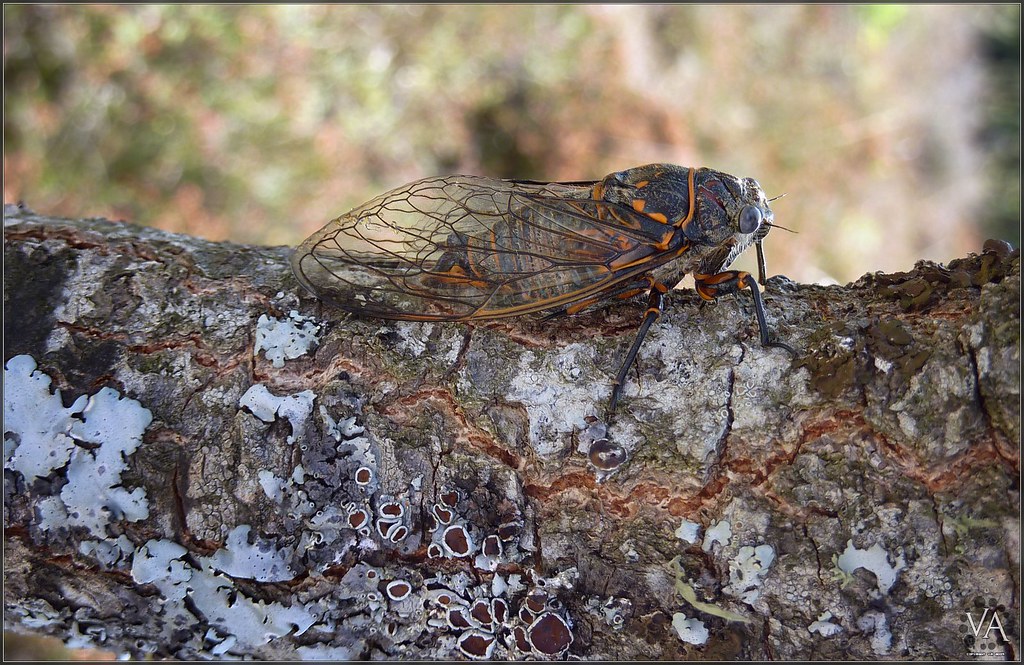 Macro shot of a cicada in San Millan (Burgos, Spain) / Macro de una cigarra en San Millan (Burgos)