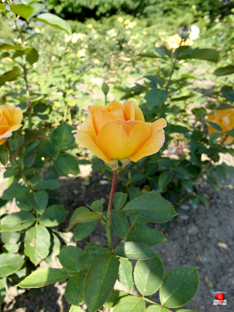 Roses - Gramdiflora rose - Rosa 'Strike it Rich' - Rosaceae SC20120826 284