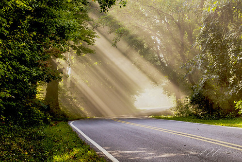road trees sun sunlight grass fog rays