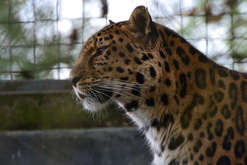 Amur Leopard | by brennivin.