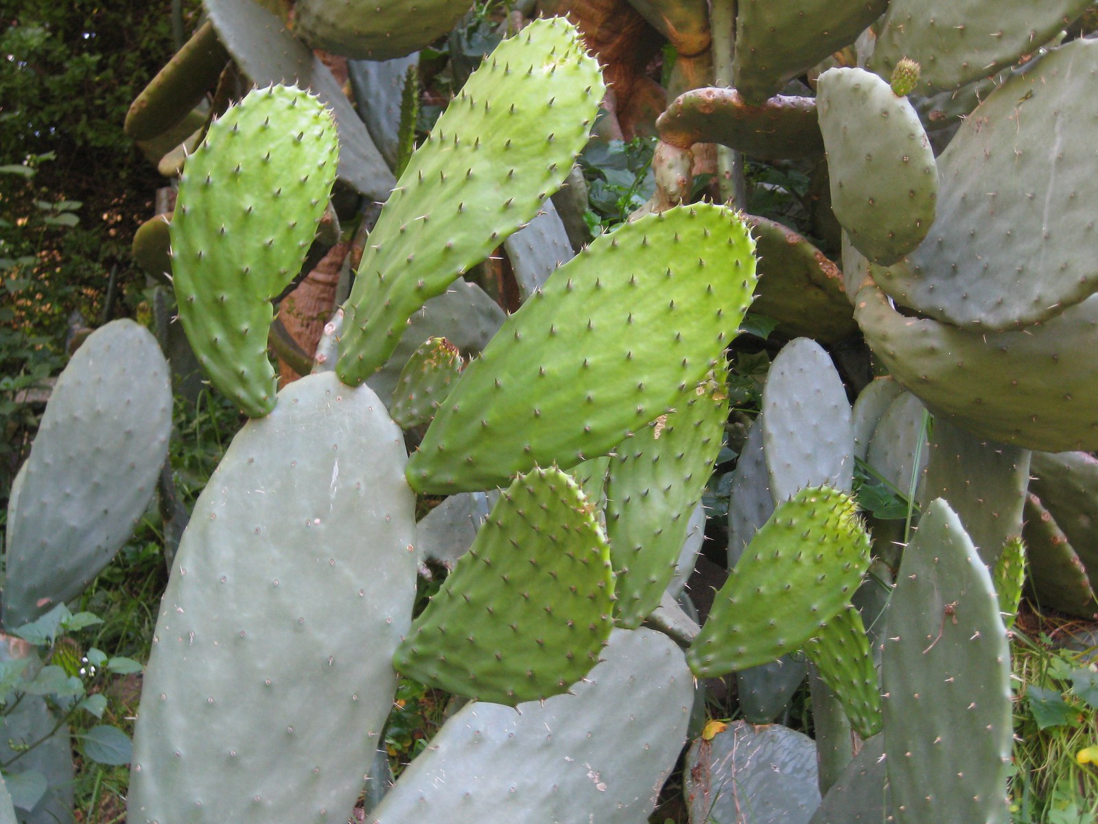 young prickly pear pads, good for eating