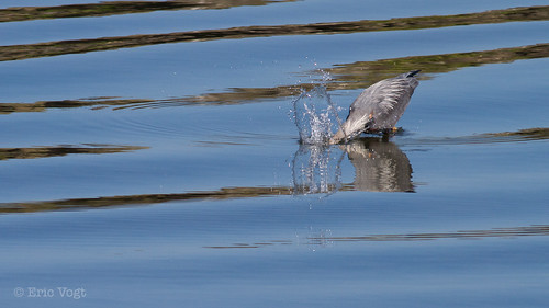 reflection birds oregon coast unitedstates tillamook strike splash greatblueheron avian baycity