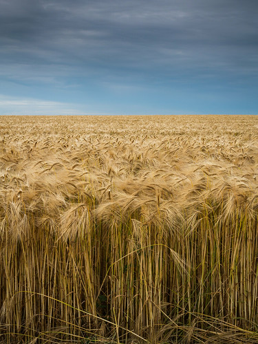 barley photography buckinghamshire dinton damianward ©damianward