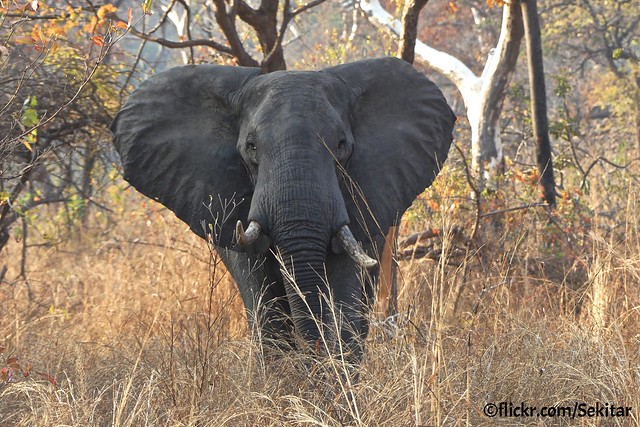 African Elephant, Liwonde NP, Malawi