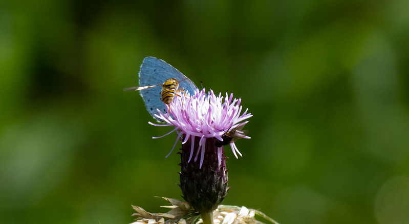 Common blue butterfly and a hoverfly feeding on a thistle