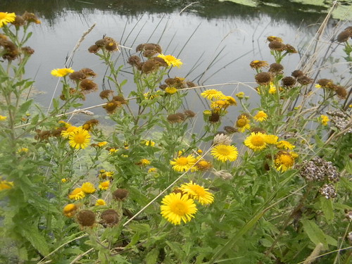 Fleabane on the Military Canal A lot of it about this weekend. Hastings to Rye