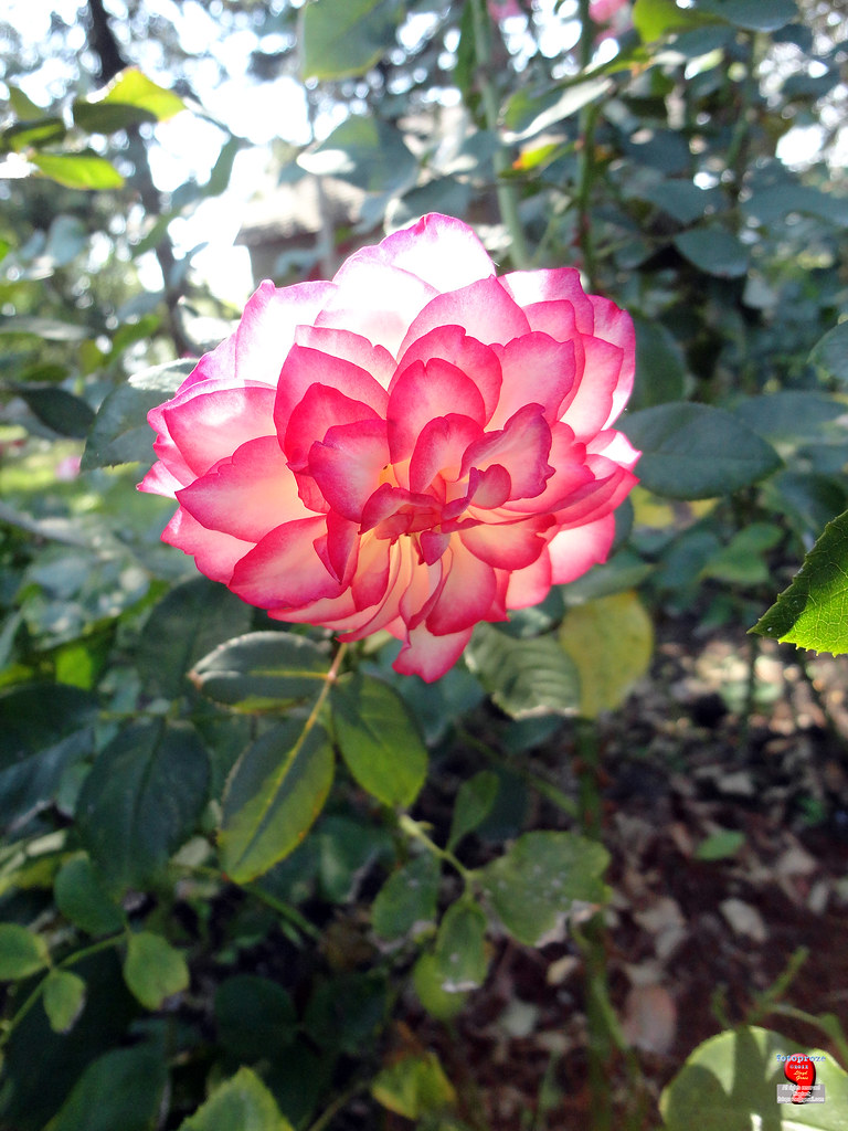 Roses - Floribunda rose 'Tabris' - Rosaceae SC20120826 319