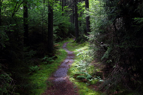 path trail wv westvirginia gaudineer