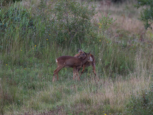 Roe deer-mating behaviour_3
