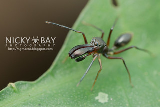 Ant-Mimic Jumping Spider (Myrmarachne sp.) - DSC_6078