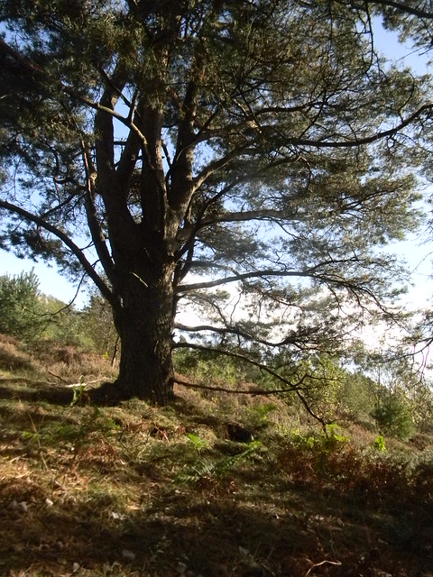 Heath tree Haslemere Circular