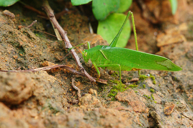 Great Green Bush-Cricket (Tettigonia viridissima)