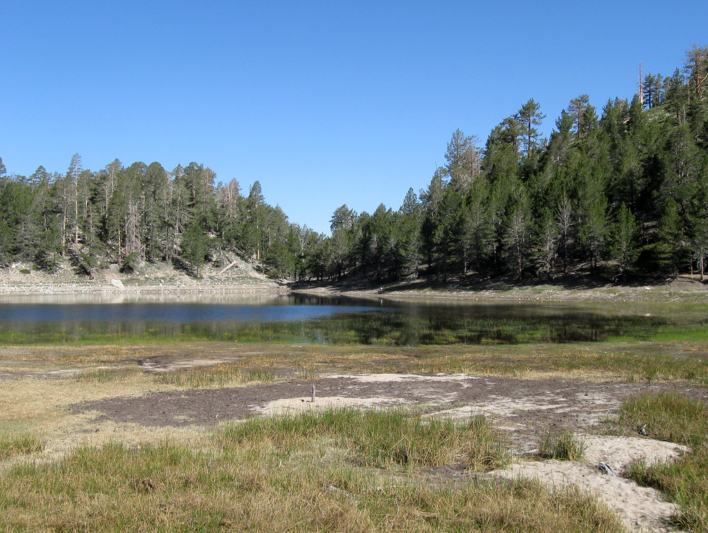Lodgepole
