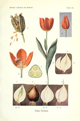 n378_w1150 | Lehrbuch der Botanik;. LeipzigQuelle & Meyer191… | Flickr