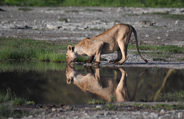 A lion drinking water