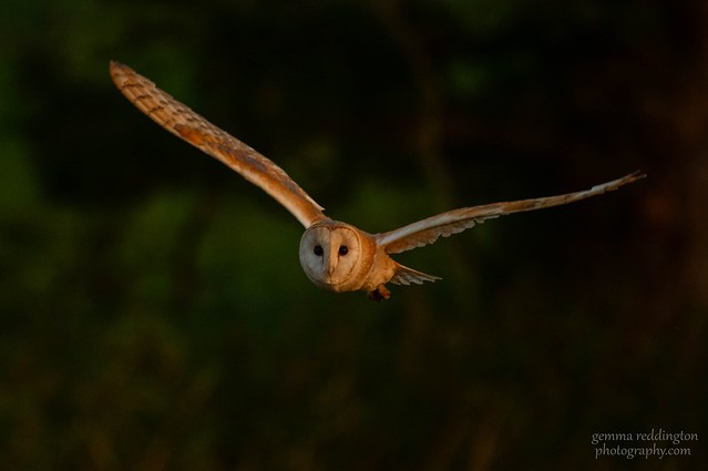 Juvenile Barn Owl in Flight