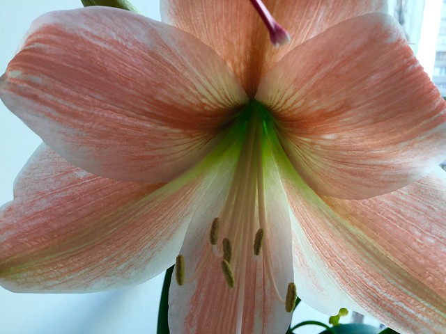 Beautiful and mysterious amaryllis has spread its wings.