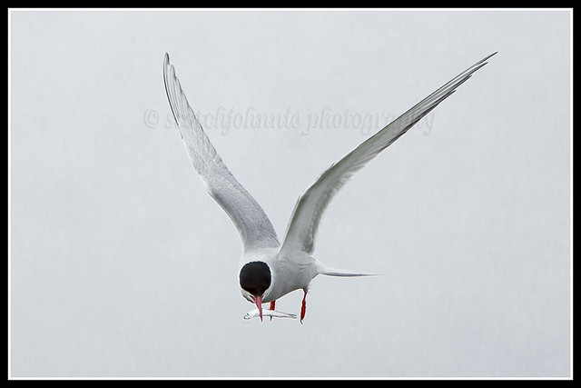 IMG_0014 Arctic Tern