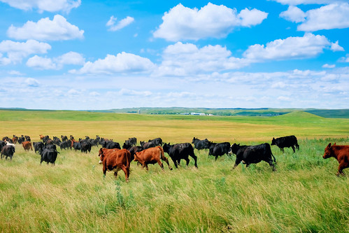 southdakota pasture steers ranch rockhillsranch prairie cow selby unitedstates us dscf8342 stampede