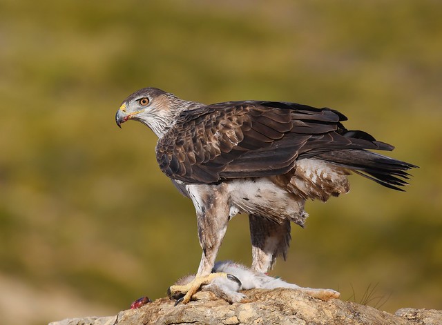 Bonelli's Eagle / Águia-perdigueira