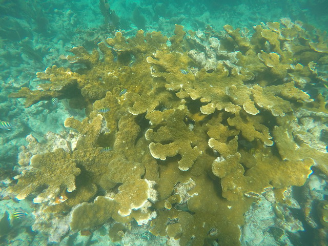 11 AUG 2022 PM Molasses Reef and Sand Island