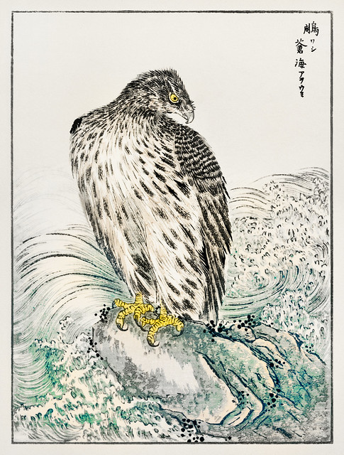 Japanese Golden Eagle and Dark Blue Sea illustration from Pictorial Monograph of Birds (1885) by Numata Kashu (1838-1901). Digitally enhanced from our own original edition.