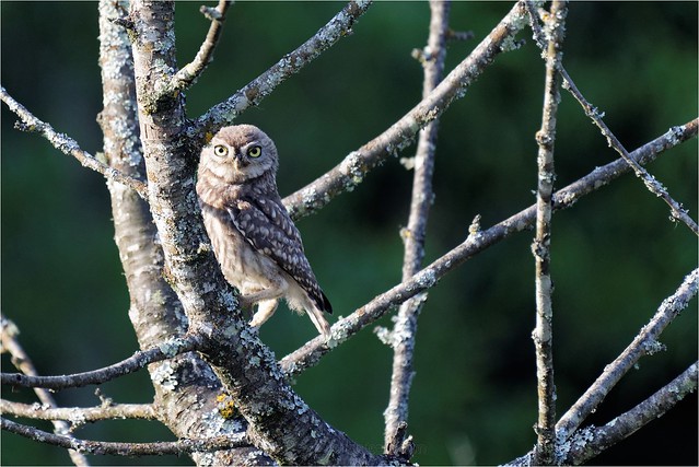 Chevêche d'Athéna - Athéna Noctua - Little Owl