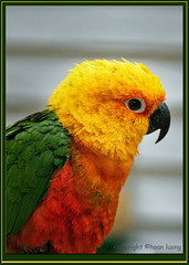 parrot24jul18_2225b9