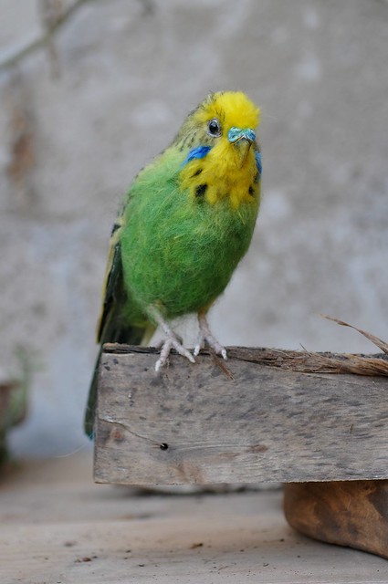 Budgerigar. Parrot Bird - Needle Felted Bird - Bird Sculpture - Green Budgerigar - Needle Felted Budgerigar