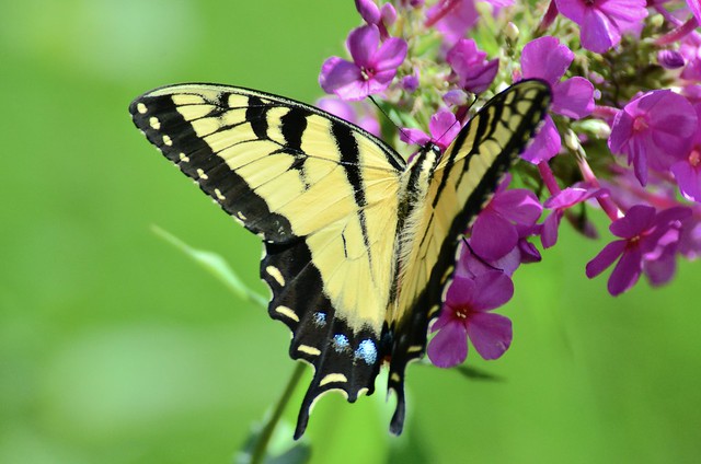 Swallowtail Butterfly (explore 7/24/2016)