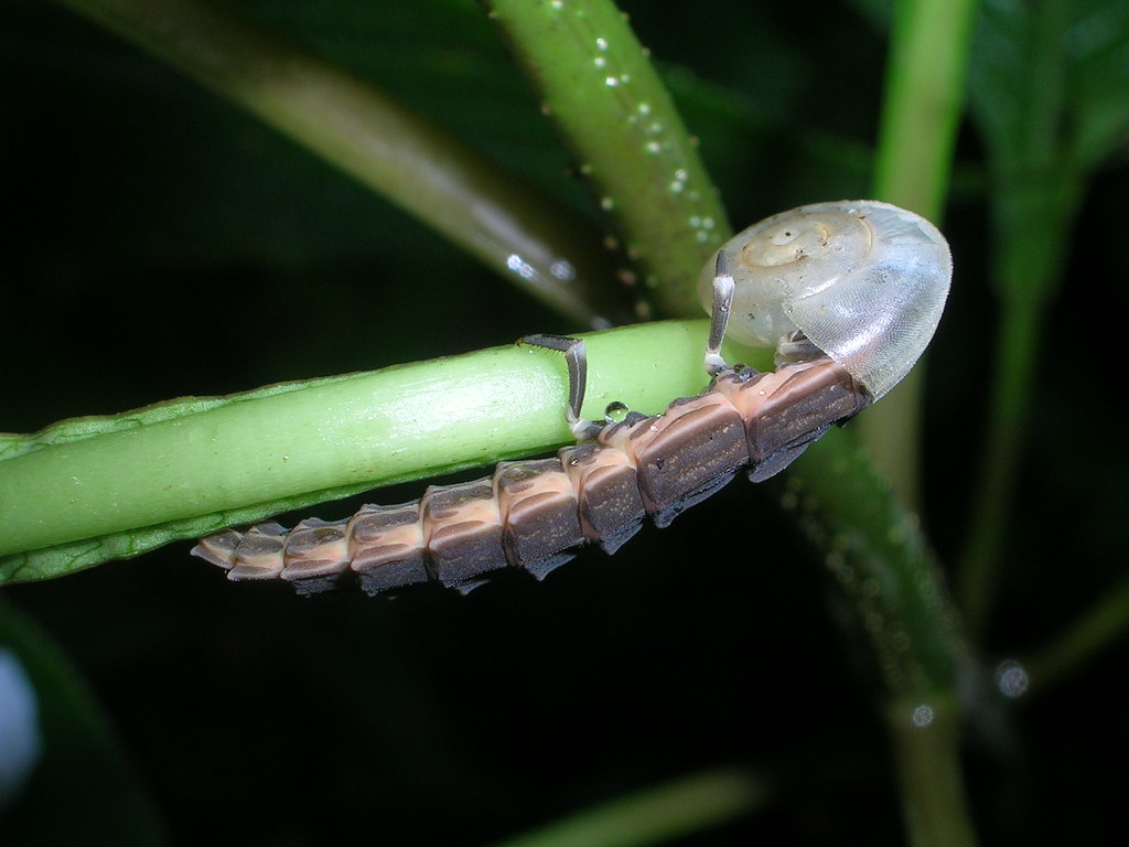 Glow worm larva has started eating a snail | Glow worm is ...