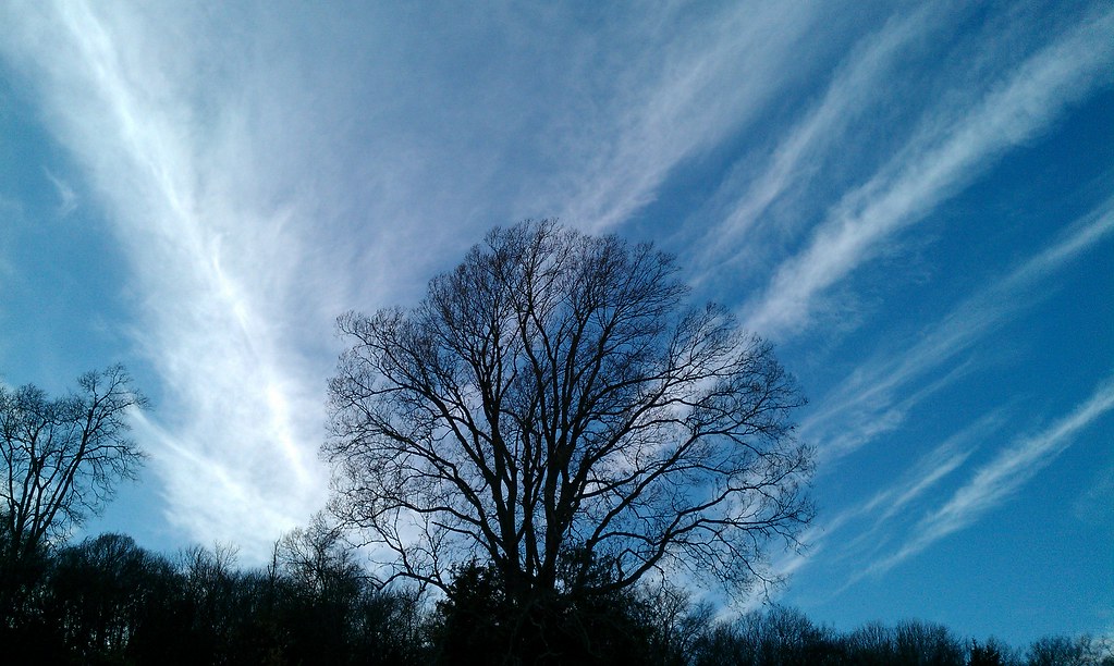 Treegazing | R A Weske | Flickr