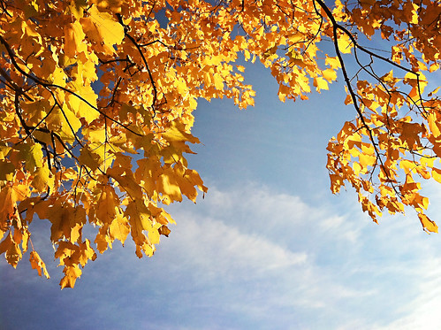 autumn sky fall leaves yellow clouds fallcolors lookingup beginnings endings andendings andmorebeginnings