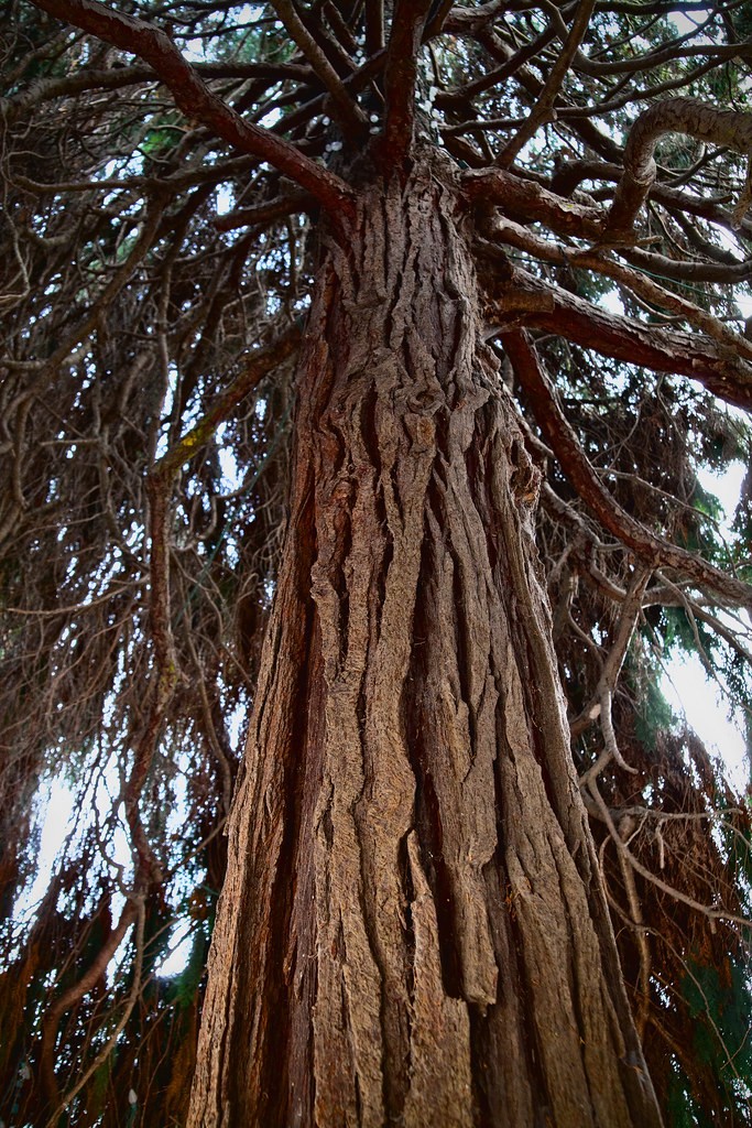 IMG_8877 | One of many amazing pine trees in Cambria. | Donna Johnson ...