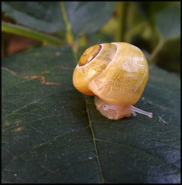 Escargot jaune/ Yellow snail