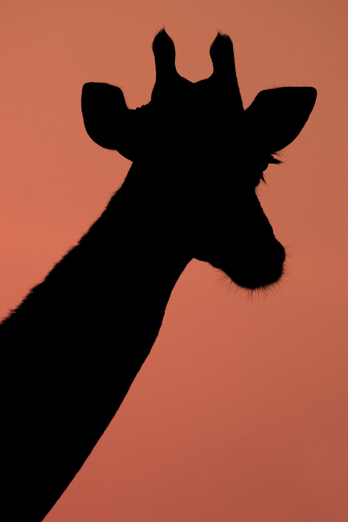 Image: Standing Tall at Sunrise