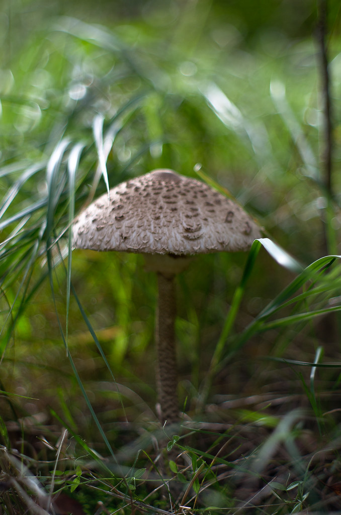 October 1st spare - Parasol mushroom