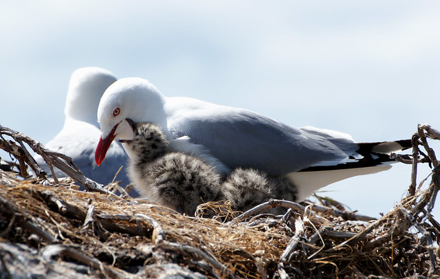 Red billed gull and chick.