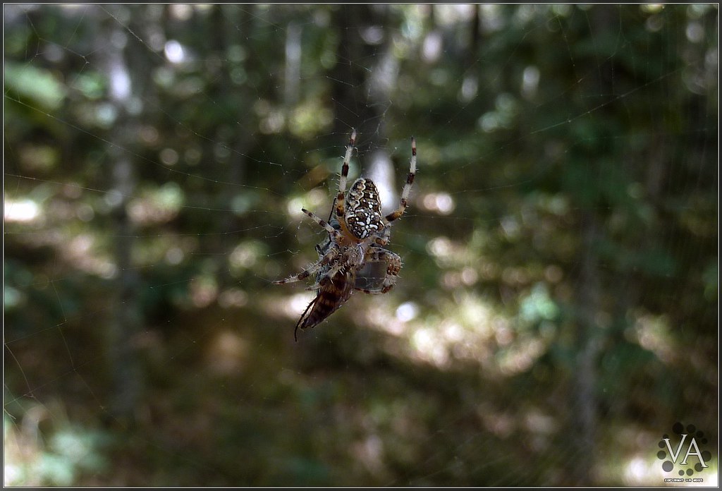 Macro shot of a cross spider in San Millan (Burgos, Spain) / Macro de una araña de cruz en San Millan (Burgos)