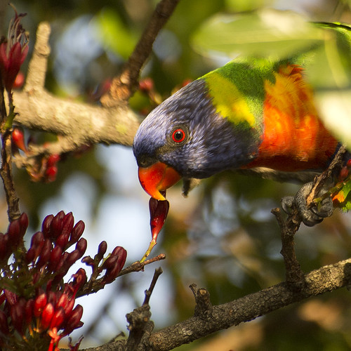 bird wildlife lorikeet parrot rainbowlorikeet australianwildlife bluey australianbird australianparrot bluemountainlorikeet